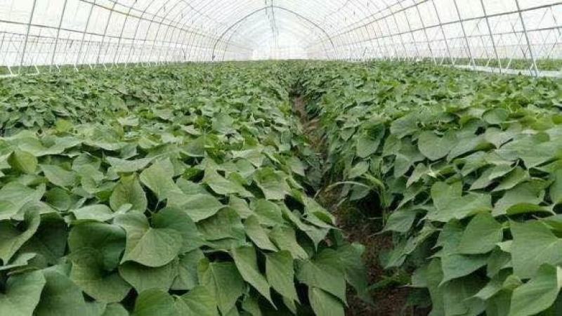 龙薯601红薯苗龙薯601红薯苗龙薯601红薯苗