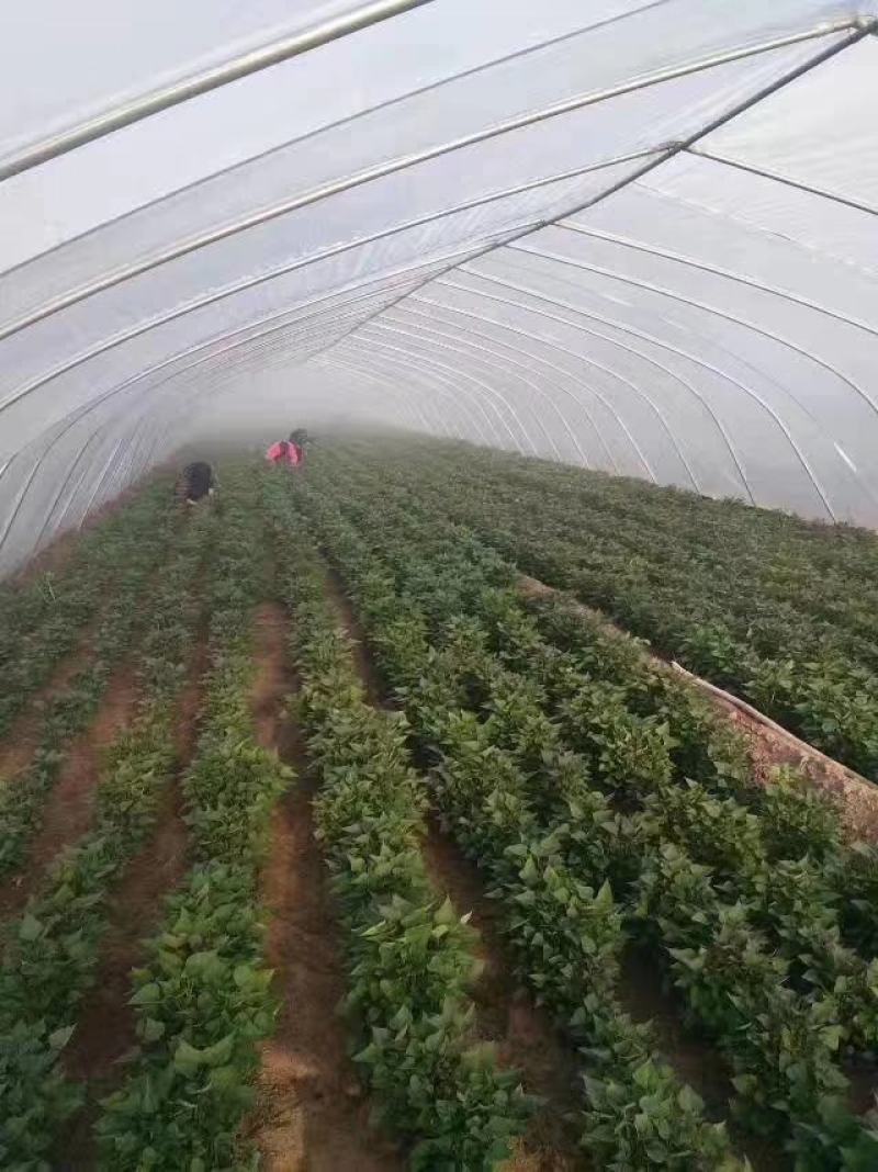 龙薯601红薯苗龙薯601红薯苗龙薯601红薯苗