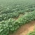 红香蕉红薯苗红心王红薯苗双季王红薯苗老双季红薯苗