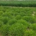 钙菜费菜养心菜学名景天三七