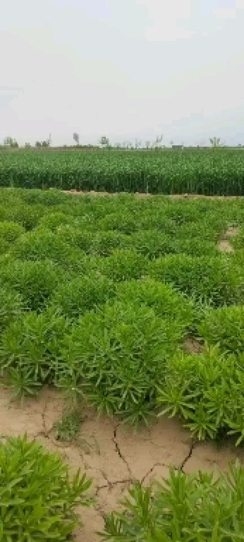 钙菜费菜养心菜学名景天三七