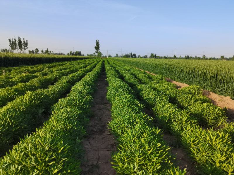 钙菜费菜养心菜学名景天三七
