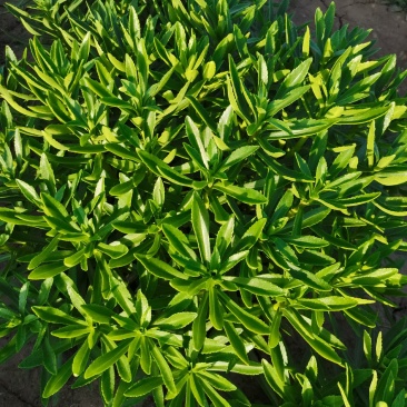 钙菜费菜养心菜学名景天三七
