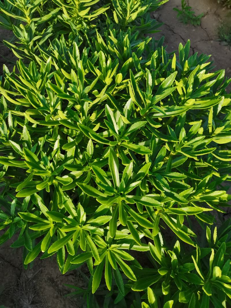钙菜费菜养心菜学名景天三七