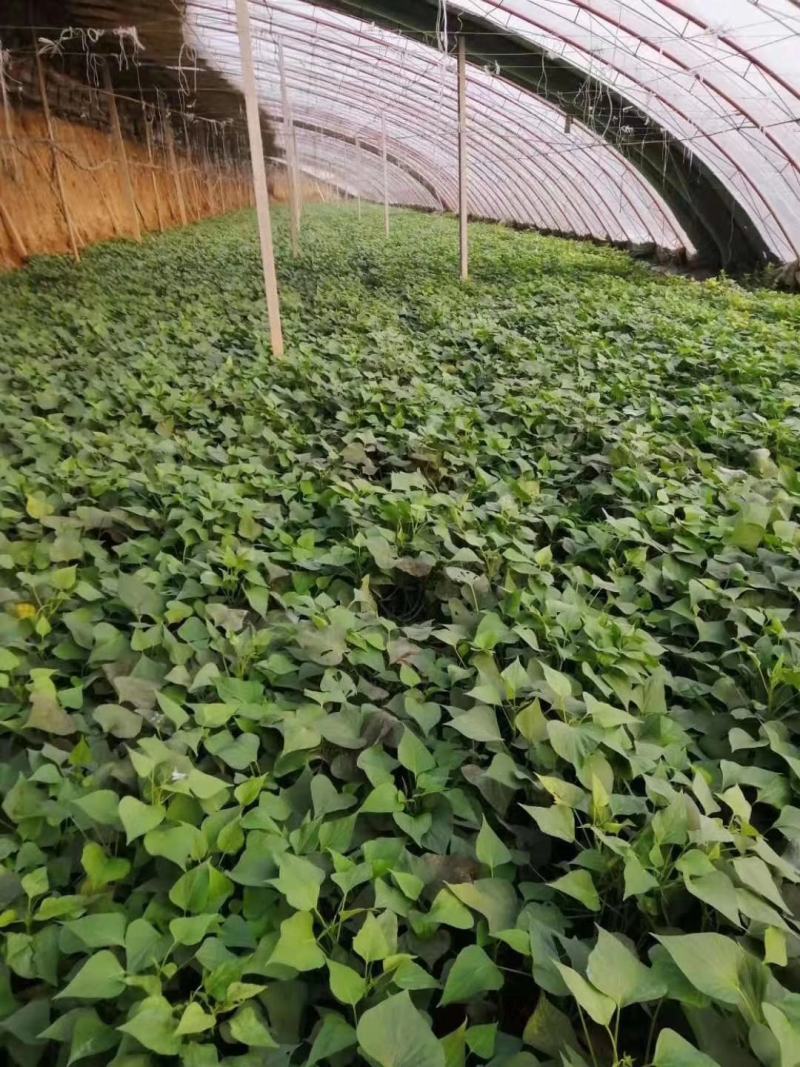 红薯苗/秦薯苗/秦薯5号红薯苗/秦薯五号红薯苗包回收