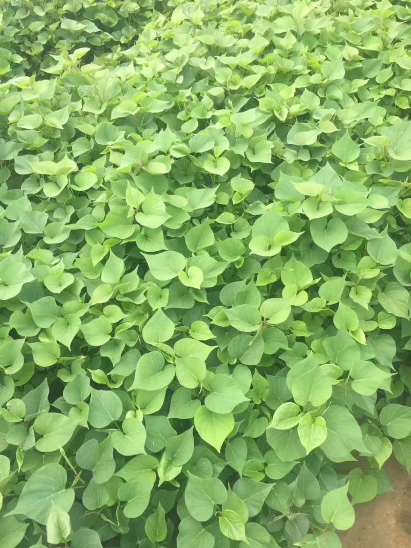 红薯苗/秦薯苗/秦薯5号红薯苗/秦薯五号红薯苗包回收