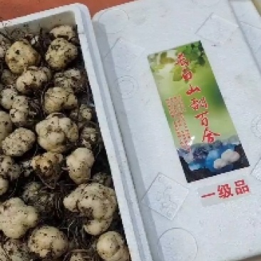 吉林省长白山特产甜百合，产地批发，一手货源