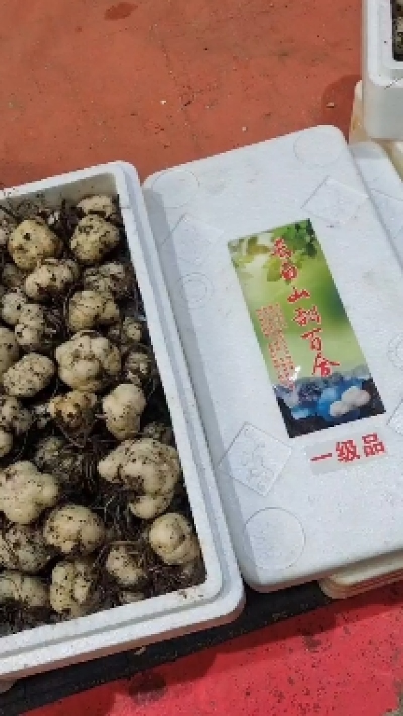吉林省长白山特产甜百合，产地批发，一手货源