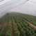 苏薯8号红薯苗脱毒原种苗苏薯苗苏8红薯苗苏八红薯苗
