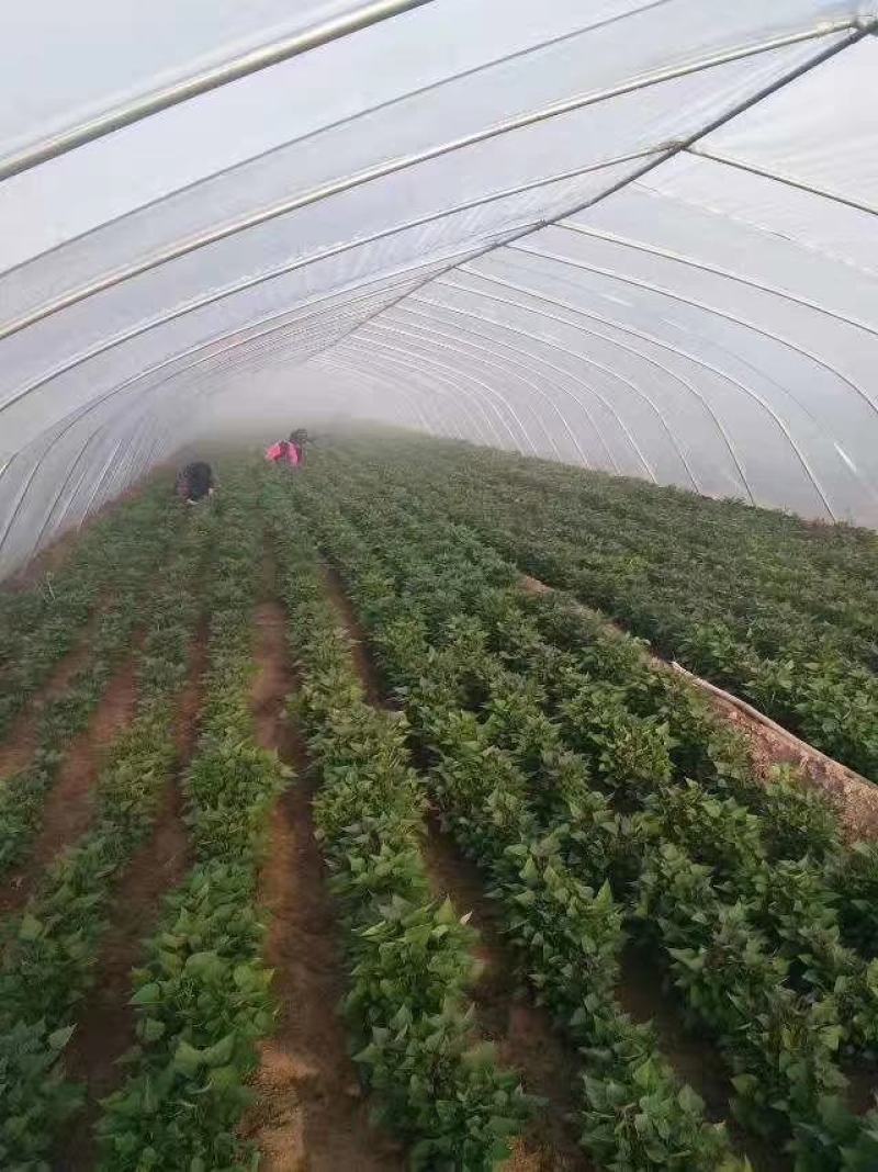 苏薯8号红薯苗脱毒原种苗苏薯苗苏8红薯苗苏八红薯苗