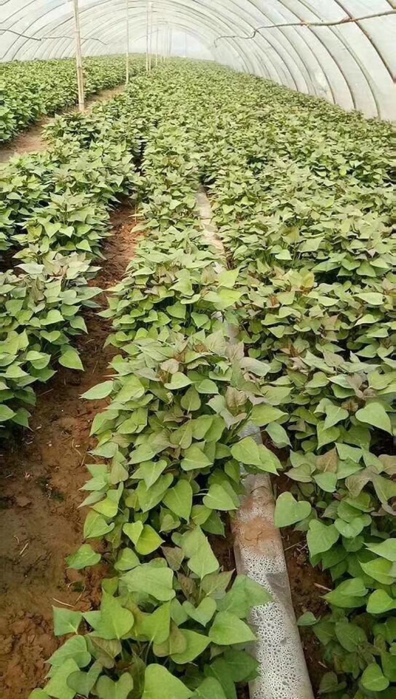 苏薯8号红薯苗脱毒原种苗苏薯苗苏8红薯苗苏八红薯苗