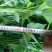 苏薯8号红薯苗脱毒原种苗苏薯苗苏8红薯苗苏八红薯苗