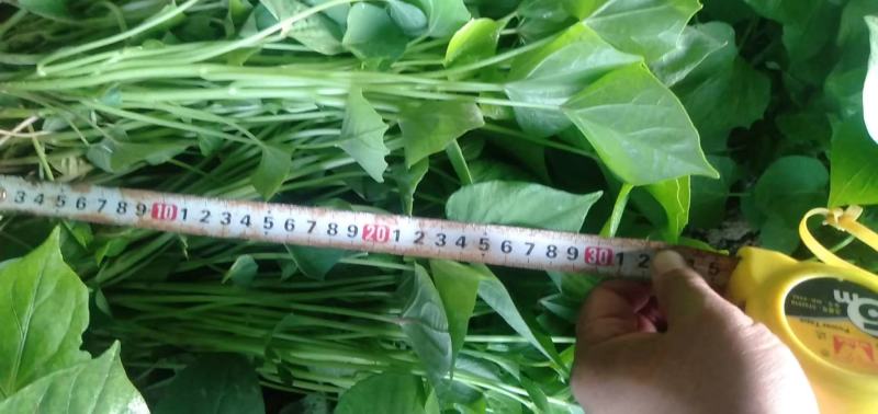 苏薯8号红薯苗脱毒原种苗苏薯苗苏8红薯苗苏八红薯苗