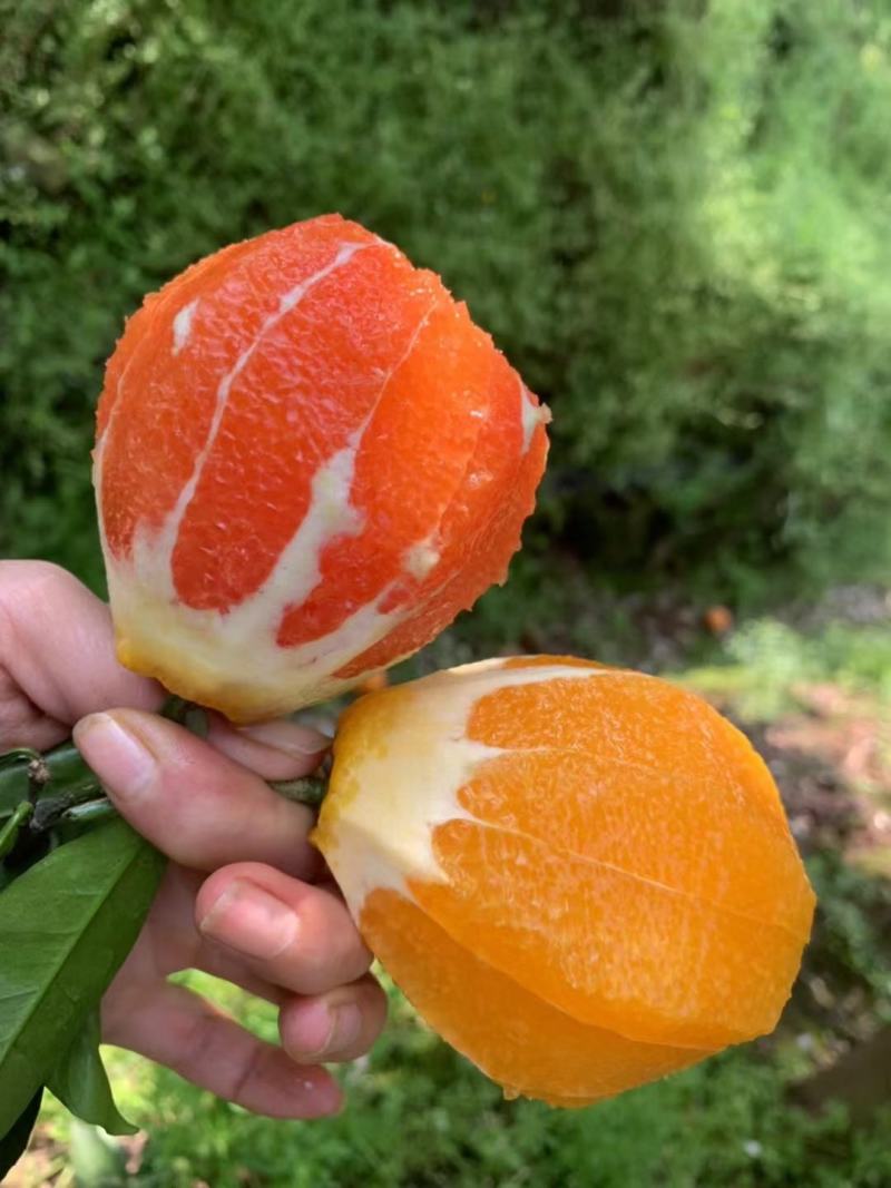 脐橙纽荷尔脐橙九月红橙爱媛橙上鲜果一手货源保质保量