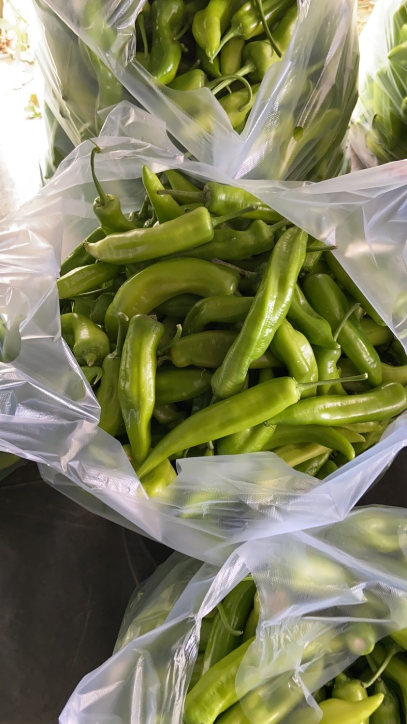 精品黄皮椒。黄皮椒通货