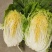 平度市黄心大白菜持续供应，净菜4-6斤，价格美丽，
