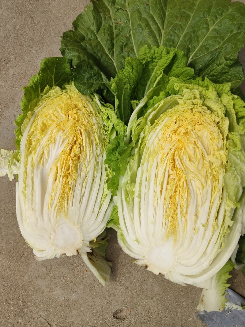 平度市黄心大白菜持续供应，净菜4-6斤，价格美丽，