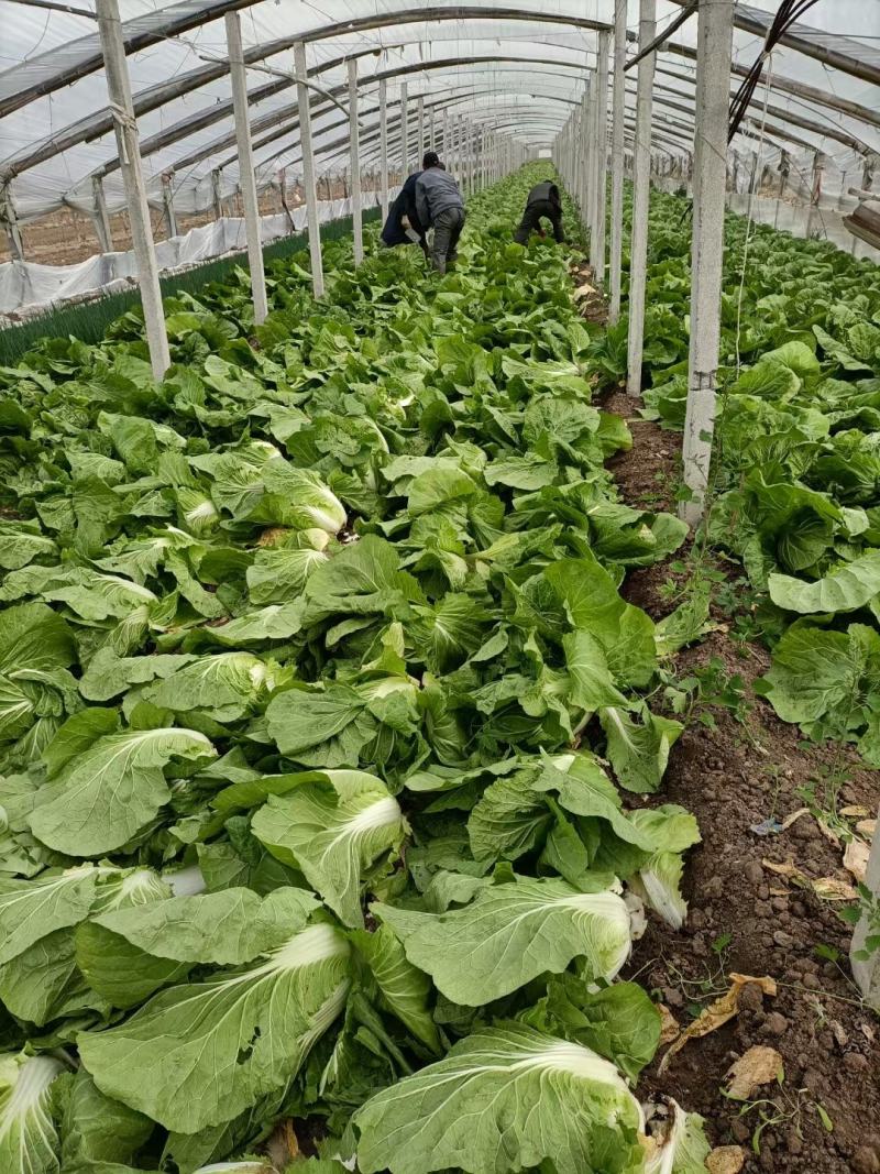 平度市黄心大白菜持续供应，净菜4-6斤，价格美丽，