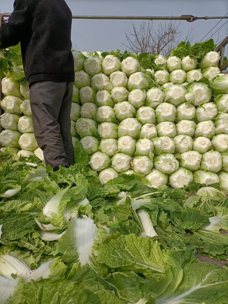 平度市黄心大白菜持续供应，净菜4-6斤，价格美丽，