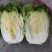 平度市黄心大白菜持续供应，净菜4-6斤，价格美丽，