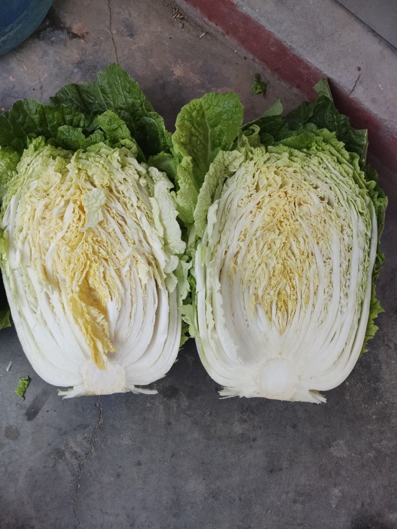 平度市黄心大白菜持续供应，净菜4-6斤，价格美丽，