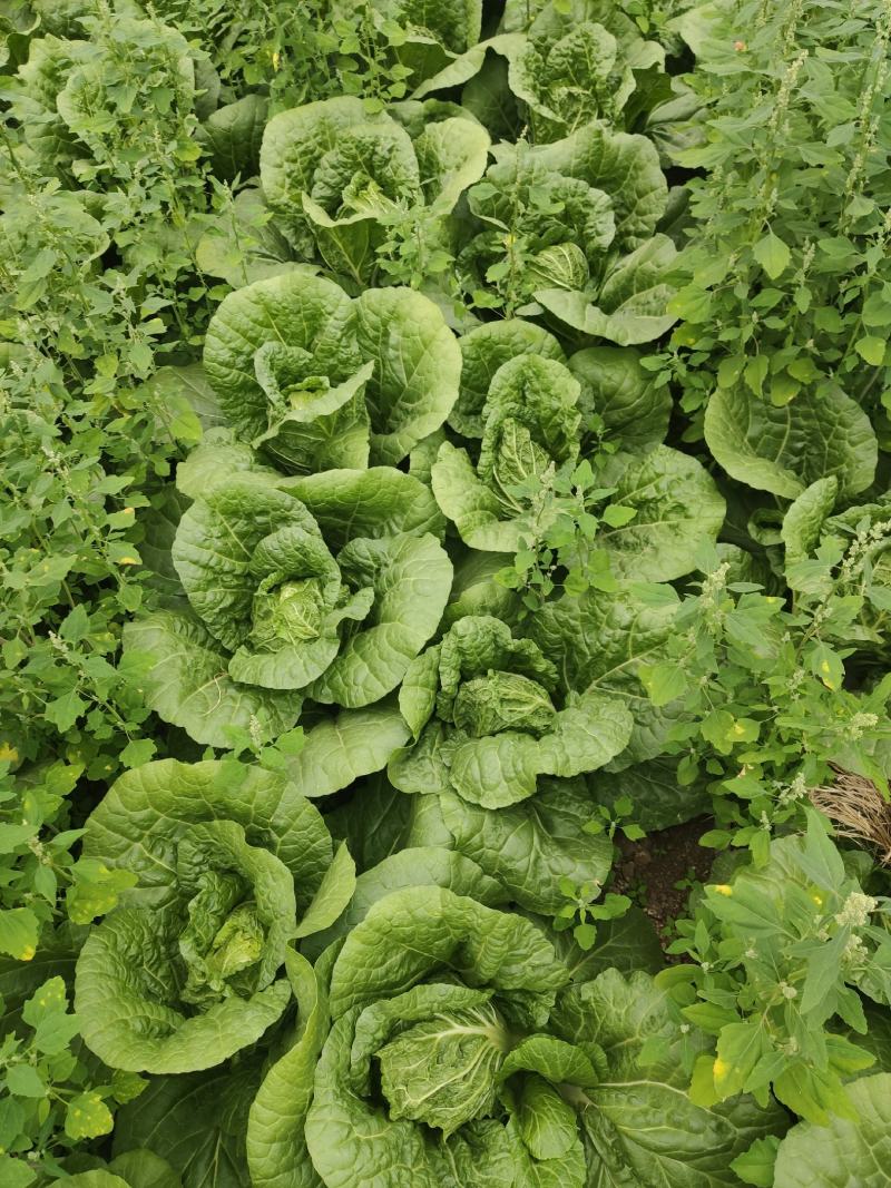 平度市黄心大白菜持续供应，净菜4-6斤，价格美丽，