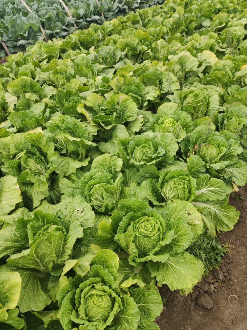 平度市黄心大白菜持续供应，净菜4-6斤，价格美丽，