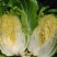 平度市黄心大白菜持续供应，净菜4-6斤，价格美丽，