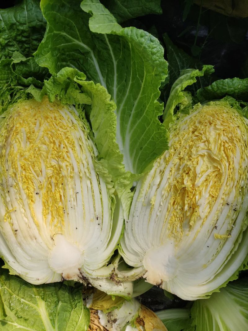 平度市黄心大白菜持续供应，净菜4-6斤，价格美丽，
