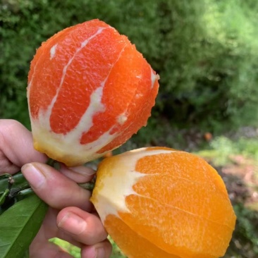 赣南脐橙纽荷尔脐鲜果橙产地一手货源保质保量