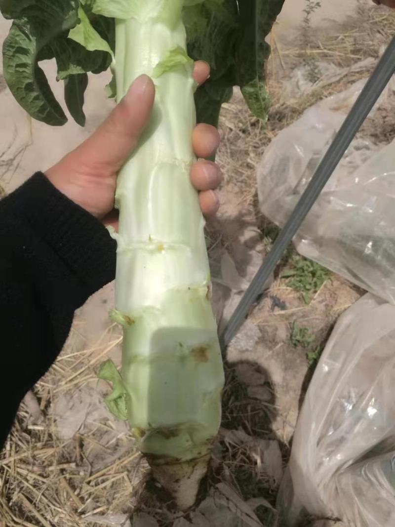 精品红笋，量大从优！