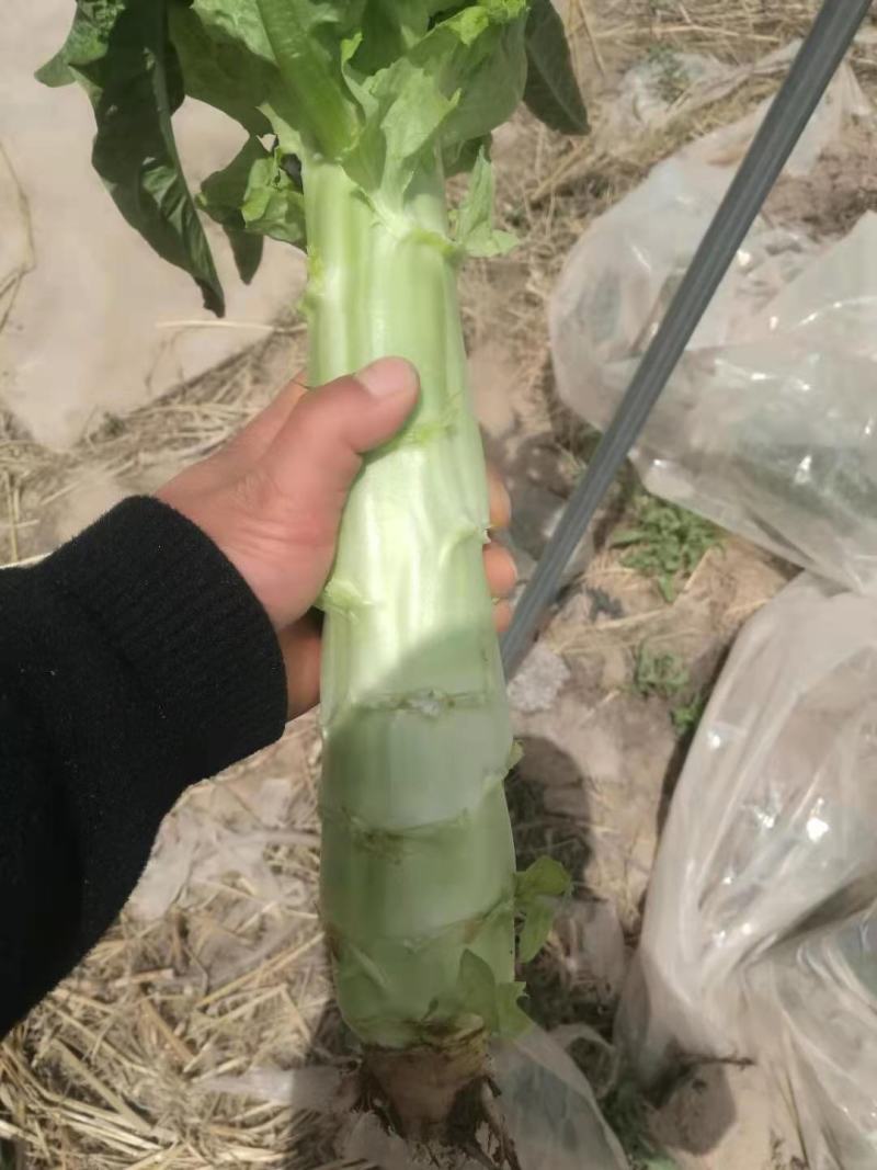 精品红笋，量大从优！