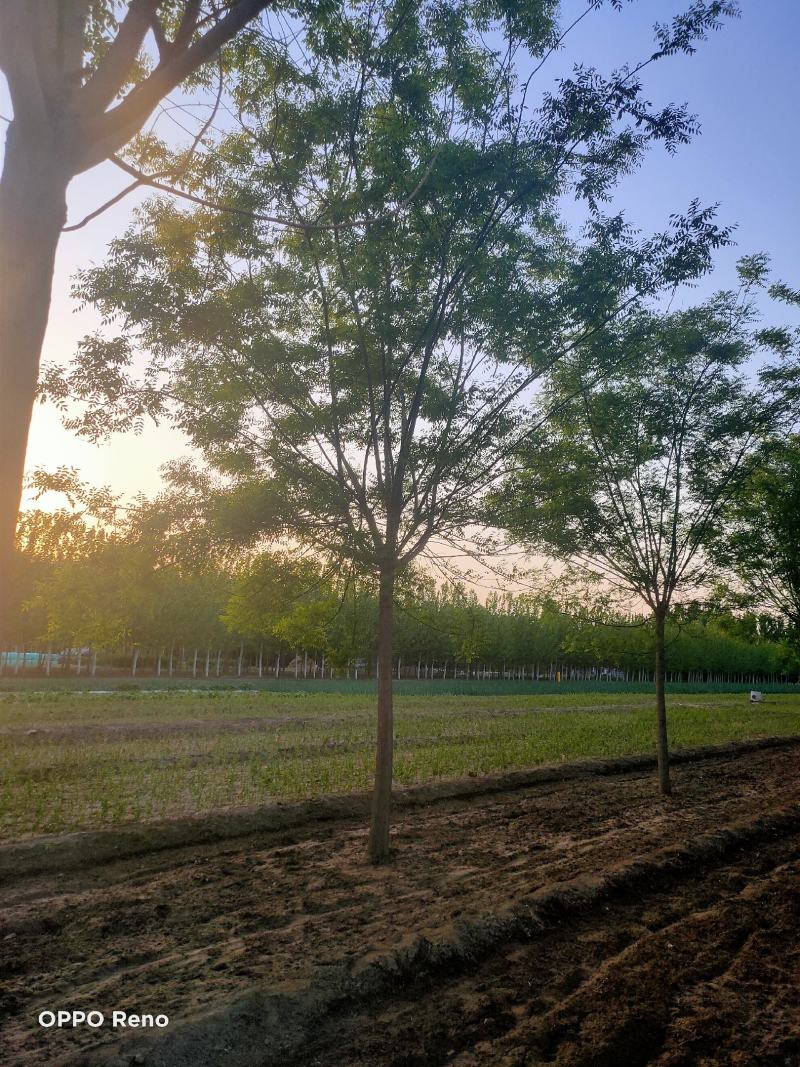 河北保定栾树8-12公分栾树质量一级