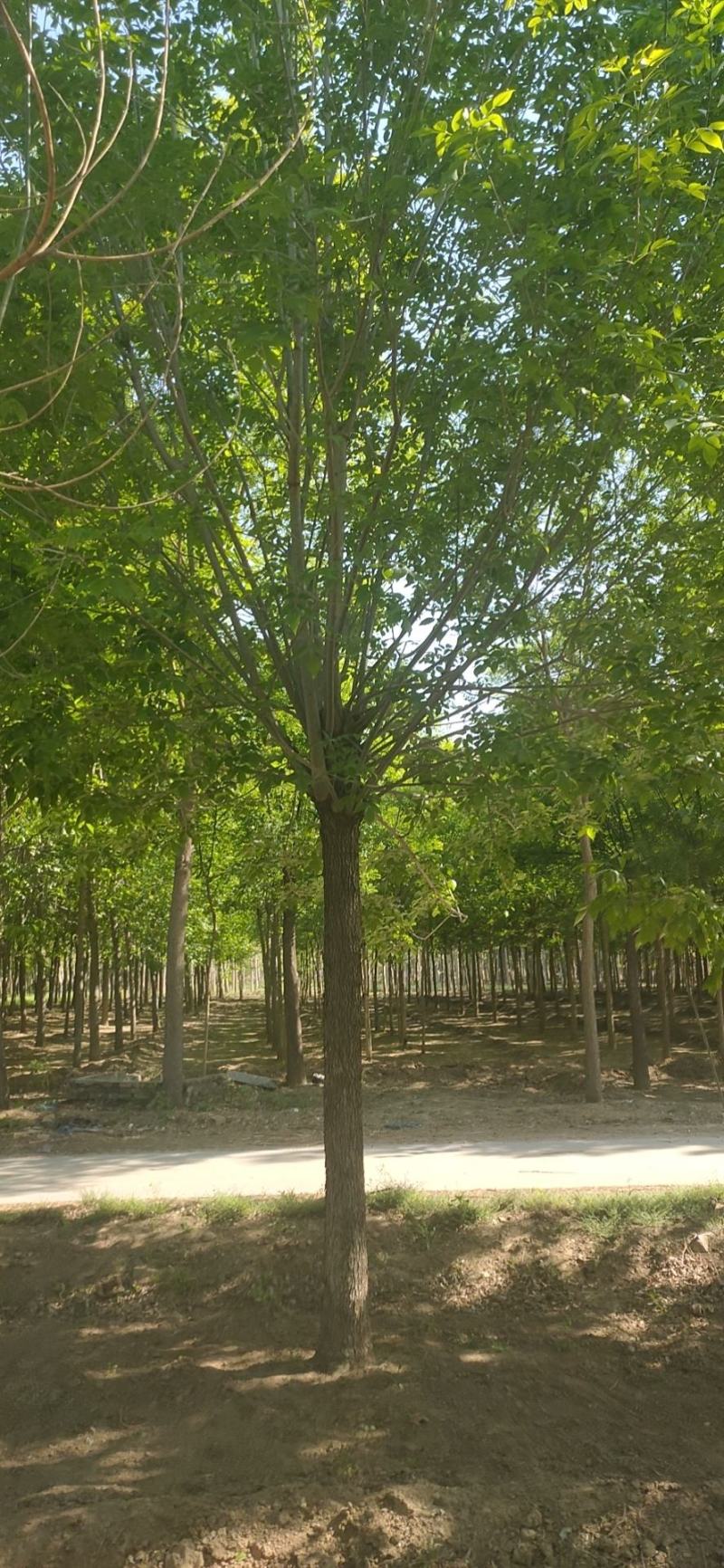 河北保定栾树8-12公分栾树质量一级