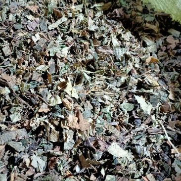 鱼腥草，野生高含量鱼腥草