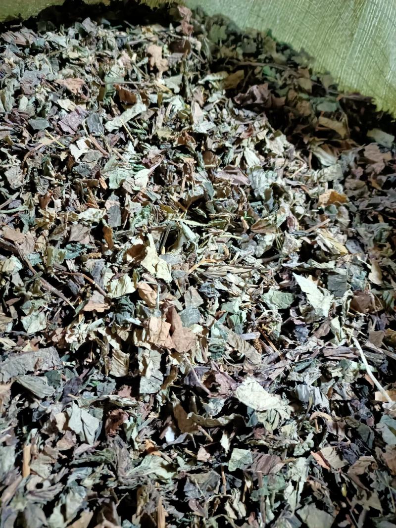 鱼腥草，野生高含量鱼腥草