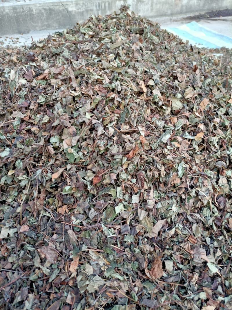 鱼腥草，野生高含量鱼腥草