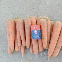 胡萝卜。新鲜胡萝卜大量上市！！！！！！！！