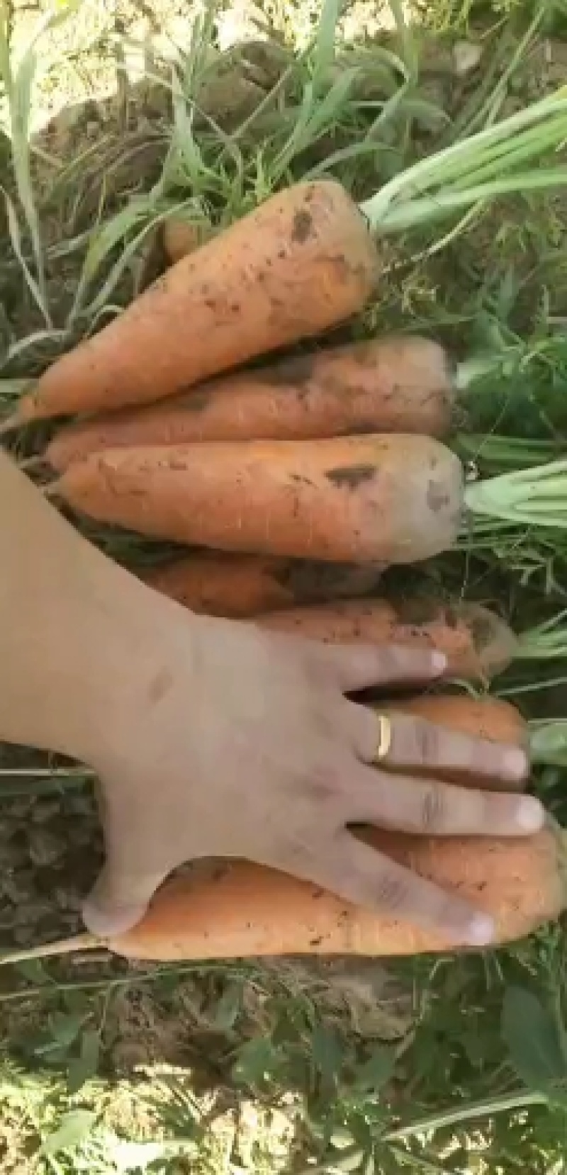 胡萝卜。新鲜胡萝卜大量上市！！！！！！！！