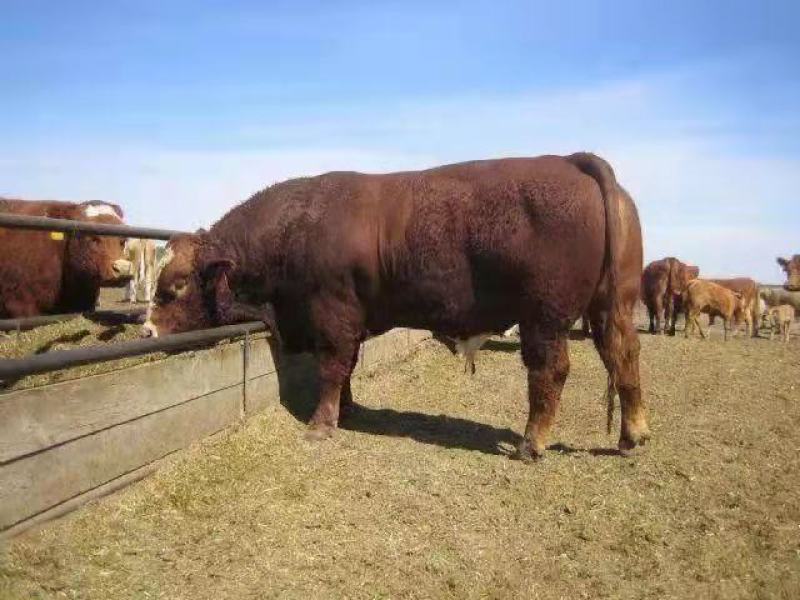 肉牛西门塔尔牛改良肉牛肉牛犊肉牛苗免费送货