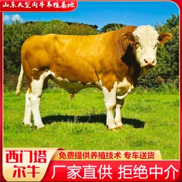 肉牛西门塔尔牛改良肉牛肉牛犊肉牛苗免费送货