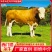 肉牛西门塔尔牛改良肉牛肉牛犊肉牛苗免费送货