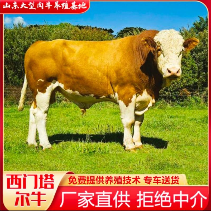 肉牛西门塔尔牛改良肉牛肉牛犊肉牛苗免费送货