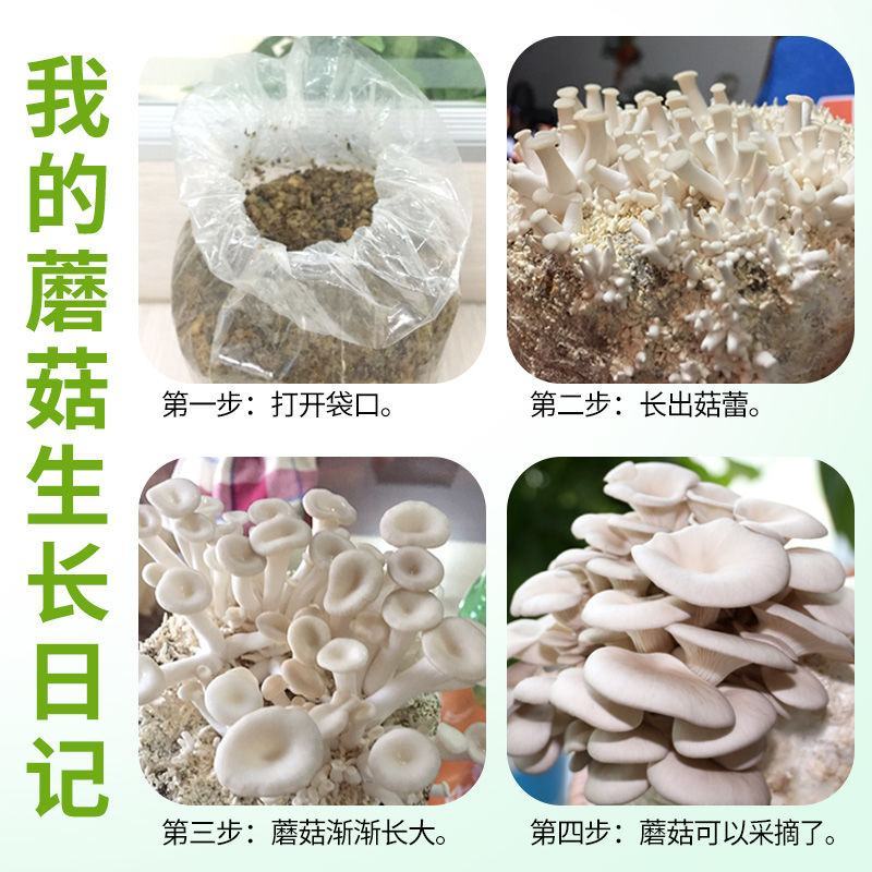 蘑菇菌包平菇菌棒榆黄菇菌包蘑菇菌种，厂家直销