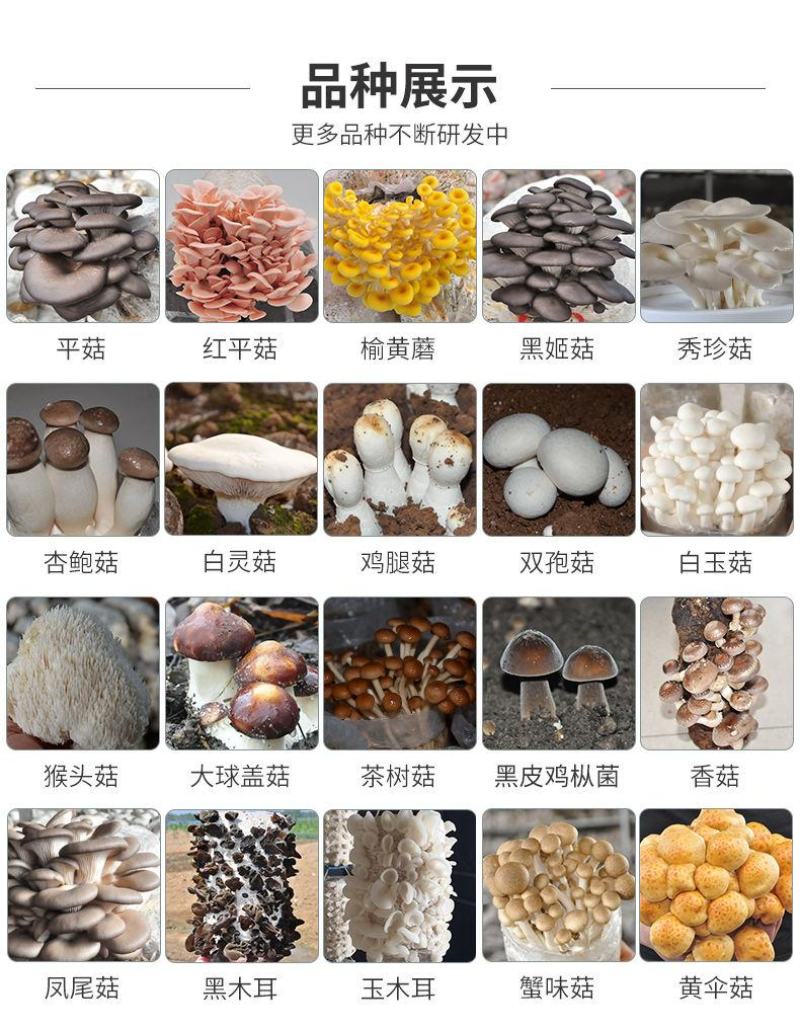 蘑菇菌包平菇菌棒榆黄菇菌包蘑菇菌种，厂家直销