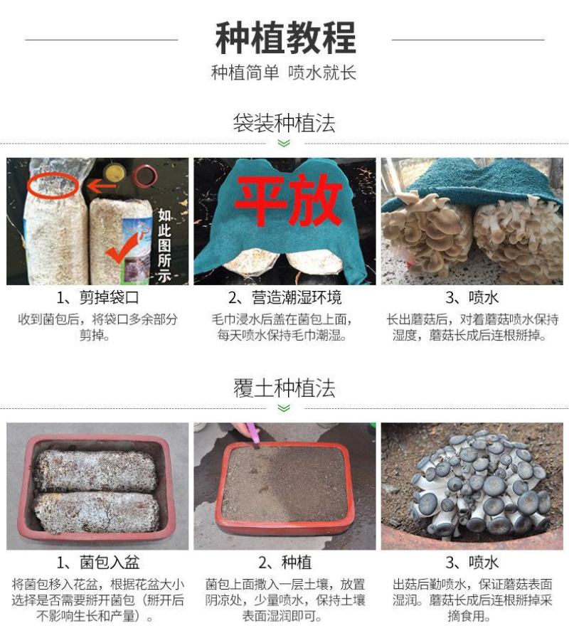 蘑菇菌包平菇菌棒榆黄菇菌包蘑菇菌种，厂家直销