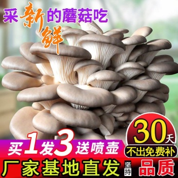 蘑菇菌包平菇菌棒榆黄菇菌包蘑菇菌种，厂家直销