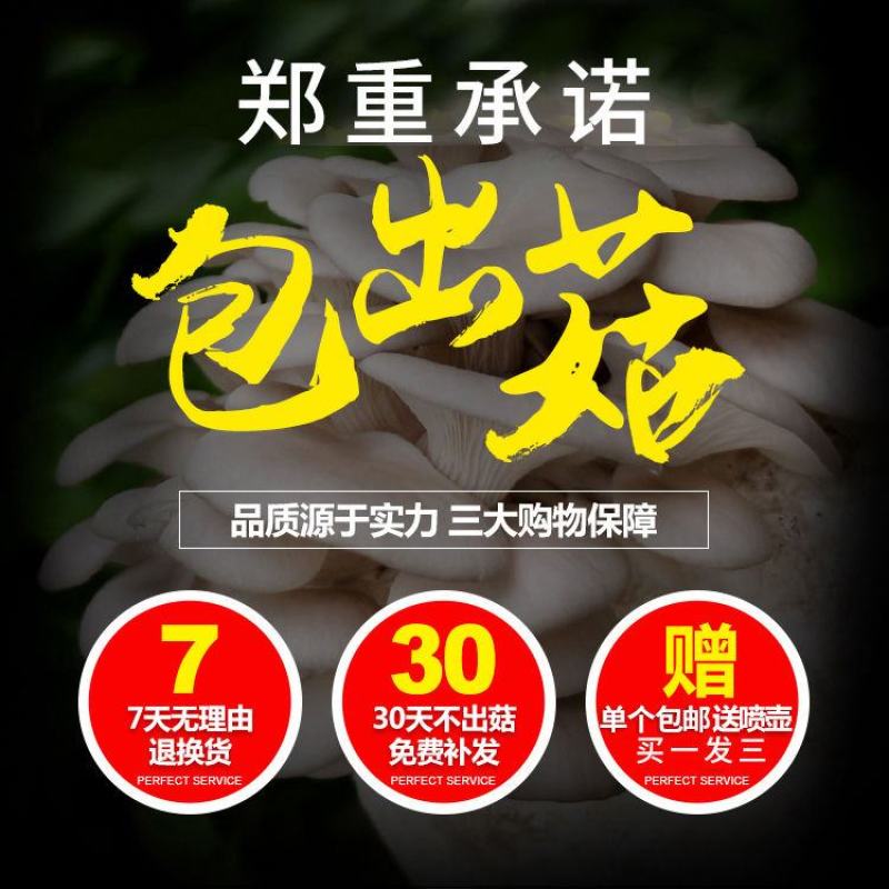 蘑菇菌包平菇菌棒榆黄菇菌包蘑菇菌种，厂家直销