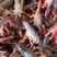 精品小龙虾，种虾，炮头，货量稳定，可长期合作