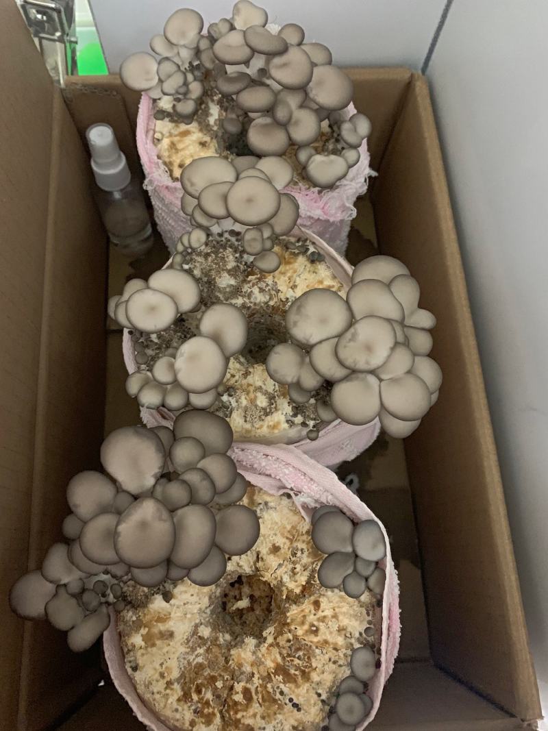 蘑菇菌包平菇菌棒榆黄菇菌包蘑菇菌种，厂家直销